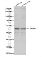 CHRNA7 Recombinant monoclonal antibody Proteintech  82848-4-RR