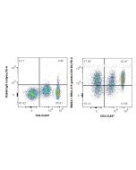 Anti-Human IL-2RG/CD132 Rabbit Recombinant Antibody Proteintech  98234-1-RR