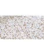 Anti-Human CD45RO (UCHL1) Mouse IgG2a Recombinant Antibody Proteintech  65613-1-MR