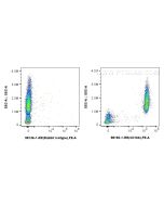 Anti-Human CD16b Rabbit Recombinant Antibody Proteintech  98192-1-RR