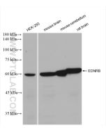 EDNRB Recombinant monoclonal antibody Proteintech  82818-2-RR