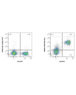 Anti-Mouse CD5 Rabbit Recombinant Antibody Proteintech  98038-2-RR