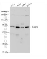 NCOA4 Recombinant monoclonal antibody Proteintech  83394-4-RR