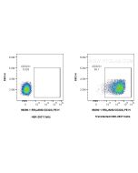 Anti-Human JAM2/CD322 Rabbit Recombinant Antibody Proteintech  98390-1-RR