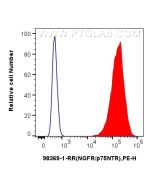 Anti-Rat NGFR/TNFRSF16 Rabbit Recombinant Antibody Proteintech  98369-1-RR