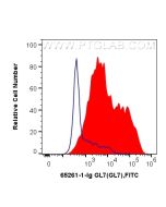 Anti-Mouse GL7 (GL-7) Proteintech  65261-1-Ig
