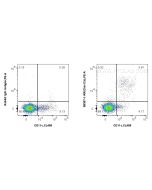 Anti-Mouse CLEC12A/CD371 Rabbit Recombinant Antibody Proteintech  98357-1-RR