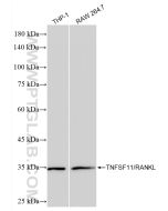 TNFSF11/RANKL Recombinant monoclonal antibody Proteintech  85321-2-RR