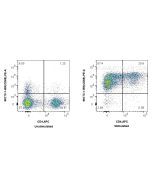 Anti-Human CD69 Rabbit Recombinant Antibody Proteintech  98173-1-RR