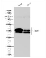 RCN1 Recombinant monoclonal antibody Proteintech  83638-3-RR