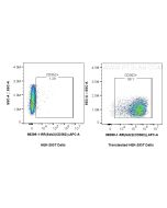 Anti-Mouse SDC2 Rabbit Recombinant Antibody Proteintech  98399-1-RR