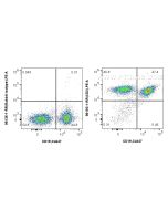 Anti-Mouse CD2 Rabbit Recombinant Antibody Proteintech  98193-1-RR