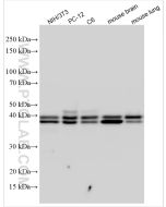 ERK1/2 Polyclonal antibody Proteintech  11257-1-AP