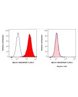 Anti-Human BCMA/TNFRSF17 Rabbit Recombinant Antibody Proteintech  98215-1-RR