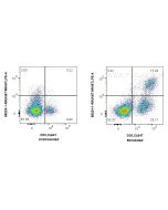 Anti-Mouse Ki-67 Rabbit Recombinant Antibody Proteintech  98224-1-RR