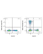 Anti-Rat CD8a Rabbit Recombinant Antibody Proteintech  98484-2-RR