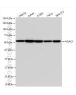 HDAC1 Recombinant monoclonal antibody Proteintech  83624-1-RR