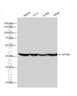 AP1M1 Recombinant monoclonal antibody Proteintech  83613-6-RR