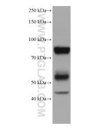 MPO Monoclonal antibody Proteintech  66177-1-Ig