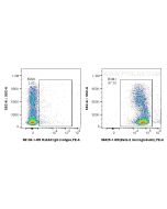 Anti-Rat Beta-2-Microglobulin Rabbit Recombinant Antibody Proteintech  98429-1-RR