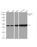 IDH1 Recombinant monoclonal antibody Proteintech  81176-1-RR