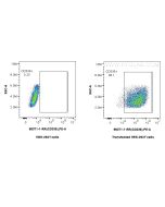 Anti-Human CD336 Rabbit Recombinant Antibody Proteintech  98371-1-RR