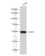 IKZF4 Recombinant monoclonal antibody Proteintech  83471-5-RR