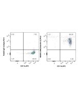 Anti-Mouse Galectin-3 Rabbit Recombinant Antibody Proteintech  98335-3-RR