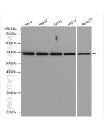 Lamin B1 Polyclonal antibody Proteintech  12987-1-AP