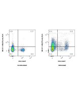 Anti-Mouse CTLA-4/CD152 Rabbit Recombinant Antibody Proteintech  98147-1-RR
