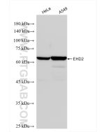 EHD2 Recombinant monoclonal antibody Proteintech  85604-4-RR