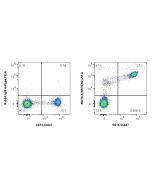 Anti-Human TLR2 Rabbit Recombinant Antibody Proteintech  98376-5-RR