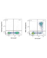 Anti-Mouse Ly-6G Rabbit Recombinant Antibody Proteintech  98284-1-RR
