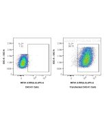 Anti-Canine IL-2 Rabbit Recombinant Antibody Proteintech  98701-3-RR