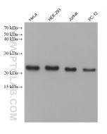 PARK7/DJ-1 Monoclonal antibody Proteintech  68915-6-Ig