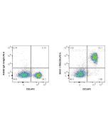 Anti-Mouse CD6 Rabbit Recombinant Antibody Proteintech  98161-1-RR