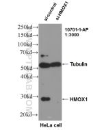 HO-1/HMOX1 Polyclonal antibody Proteintech  10701-1-AP
