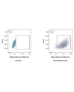 Anti-Human CXCL7/PPBP Rabbit Recombinant Antibody Proteintech  98578-2-RR
