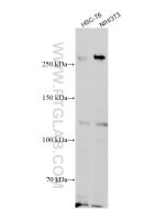BRCA1 Recombinant monoclonal antibody Proteintech  83390-6-RR