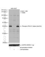 Phospho-PDH E1 Alpha (Ser232) Recombinant monoclonal antibody Proteintech  81491-1-RR