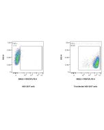 Anti-Human FAP Rabbit Recombinant Antibody Proteintech  98622-1-RR