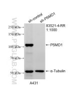 PSMD1 Recombinant monoclonal antibody Proteintech  83521-4-RR