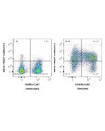Anti-Rat CD80 Rabbit Recombinant Antibody Proteintech  98572-1-RR