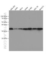 CDK1 Monoclonal antibody Proteintech  67575-1-Ig