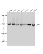 COPA Recombinant monoclonal antibody Proteintech  83089-2-RR