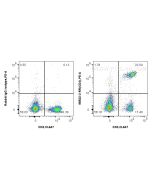 Anti-Mouse CD4 Rabbit Recombinant Antibody Proteintech  98522-3-RR