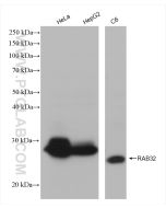 RAB32 Recombinant monoclonal antibody Proteintech  82960-1-RR