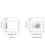 Anti-Rat B7-H4 Rabbit Recombinant Antibody Proteintech  98552-2-RR