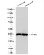 TRIM54 Recombinant monoclonal antibody Proteintech  83175-2-RR