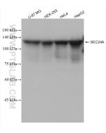 SEC24A Recombinant monoclonal antibody Proteintech  82908-1-RR